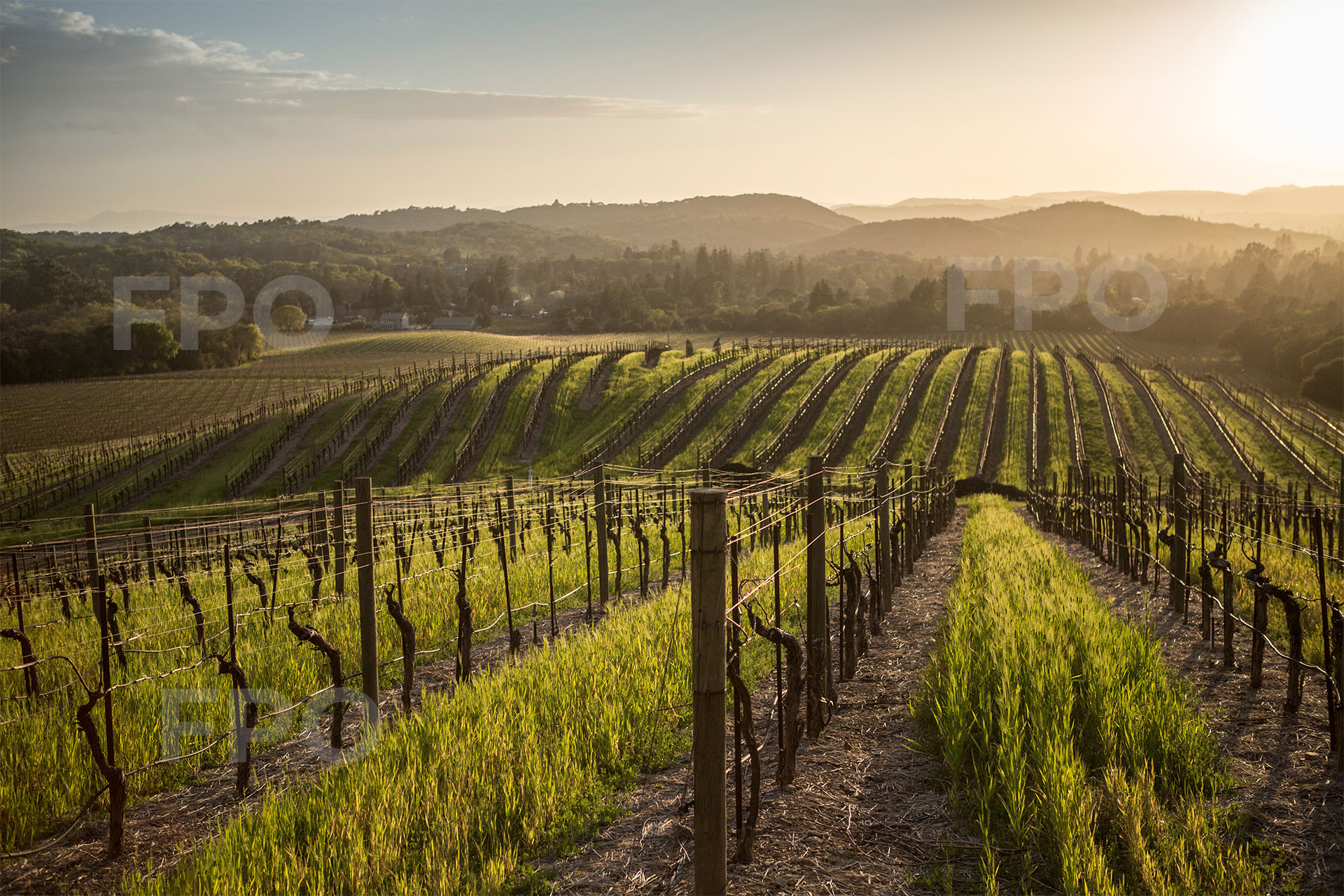 Silverado_MtGeorge_vineyard_winter